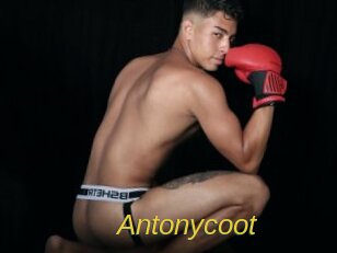 Antonycoot