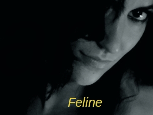 Feline Archive DVD ORG