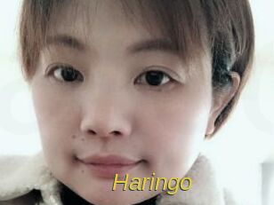 Haringo