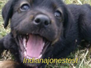 Indianajonestest