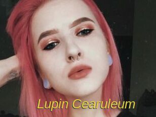 Lupin_Cearuleum
