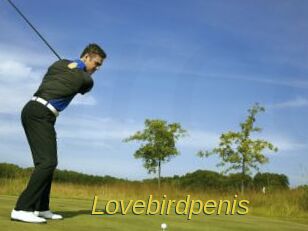 Lovebirdpenis