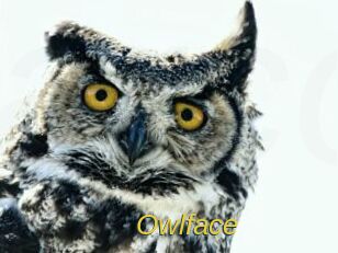 Owlface