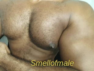 smellofmale Archive DVD ORG