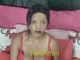 Wildkitten