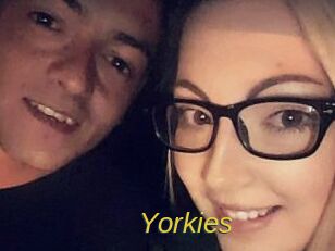 Yorkies